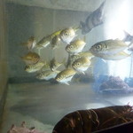 羽田うなぎ店 - '18/04/14 生け簀