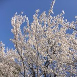 konon～木の音～ - 