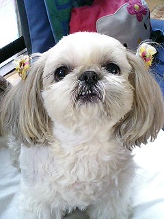 アンジュ - 天童（焼きそば）の写真