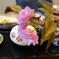 柚木元 - 山桜