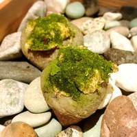 ルカンケ - 