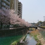 梅月 - お店の前にある川は桜で満開でした♪