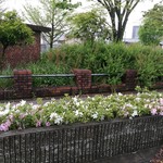 ラーメン たぬき屋 - 