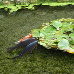 そば処 安留賀 - 池の鯉