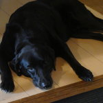 Midsummer Cafe 夏至茶屋 - ラブちゃん