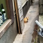 日本酒うなぎだに - 店先に猫