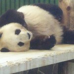 神戸市立王子動物園 - 