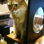 猫カフェ  きゃりこ - 