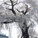 やまぐち - 円山公園、"祇園の枝垂桜"