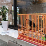 海辺の途中 - 九官鳥のキューちゃん