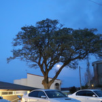 海辺の途中 - お隣〜満車になりました