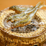 豪龍久保 - 本モロコ