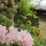 原谷苑 - しゃくなげ？