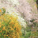 原谷苑 - 黄・白・桃