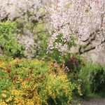 山吹と桜のコントラストが美しい