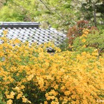 大・大・大好きな山吹～