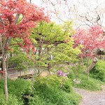 原谷苑 - 秋は紅葉も美しくなるそうでう