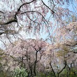 原谷苑 - 桜に囲まれて