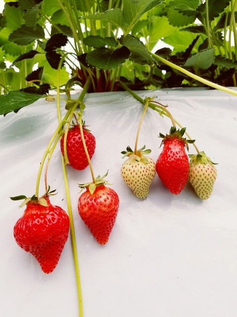 梶原フルーツ カジワラフルーツ 夜明 その他 食べログ