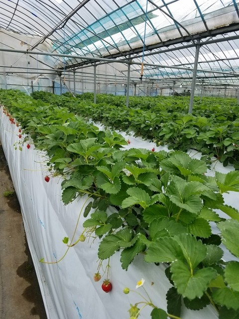 梶原フルーツ カジワラフルーツ 夜明 その他 食べログ