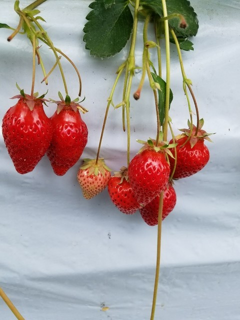 梶原フルーツ カジワラフルーツ 夜明 その他 食べログ