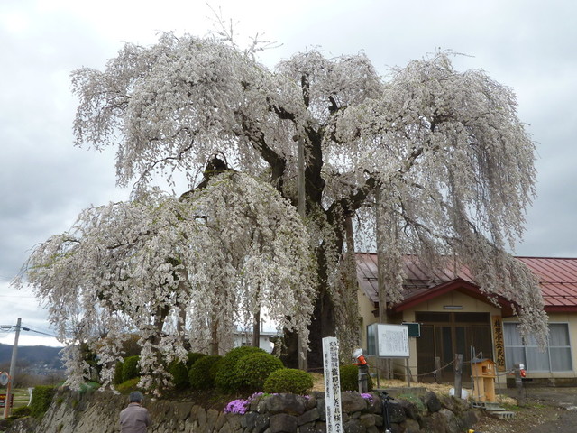 カームヒル（CalmHill） - 茂吉記念館前（ピザ）の写真