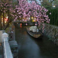 がんこ 高瀬川二条苑 - 高瀬川・八重桜と舟