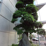 Heavenly Vines - 恵比寿のアメリカ橋を渡って～すぐの信号の所にあるこの木が目印！