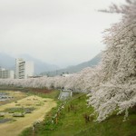 すし源 - 馬見ヶ崎さくらラインの桜並木