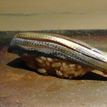 菊鮨 - ◆コハダ（天草）・・〆加減が絶妙