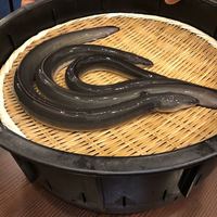 入谷鬼子母神門前のだや - 