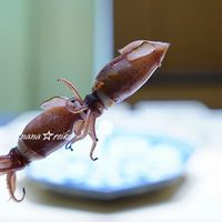 鮨 さいとう - 