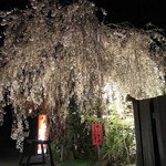 たぬき - 店の前には見事な枝垂れ桜がライトアップ
