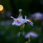 ぽん多本家 - 上野公園の花