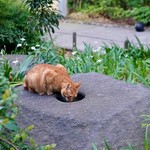 ぽん多本家 - 上野公園の猫