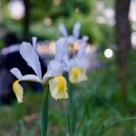 ぽん多本家 - 上野公園の花