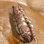 うを徳 - 愛知　蝦蛄