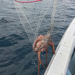 旬菜処 びいどろ - 旬菜処びいどろ(持ち込んだ島ダコ)