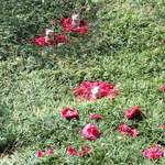 別邸 山風木 - 椿の絨毯に座る置物。