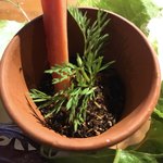 Terroir愛と胃袋 - 本日のレギュームアップ