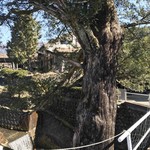 Heian Raku - 叔父さん宅にある樹齢ん百年の榧木❗️