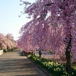 松食堂 - 日中線のしだれ桜