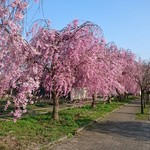 松食堂 - 7分咲きです。