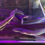 にょろ助 瓢六亭 - 吉野川とタスマニアの天然鰻