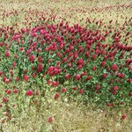 若松 田中農園 - ベニバナツメクサが一面に