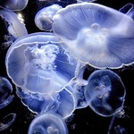 Minna Kamon - 【参考】『鶴岡市立加茂水族館』のクラゲの展示