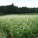 田舎そば　いちろう - 裏の畑には蕎麦の花が・・・