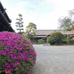 丸長 - 豪徳寺のツツジが綺麗