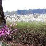 K.Cダイニング - 庭にはツツジが咲いてました♪