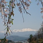 国八食堂 - おまけ、桜と雪の乗鞍岳